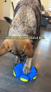 Dogs Go Nuts For Popping Ball Toy | Jade the Sable GSD