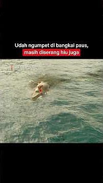 Blake Lively Main "Petak Umpet" Sama Ikan Hiu 😨 | The Shallows