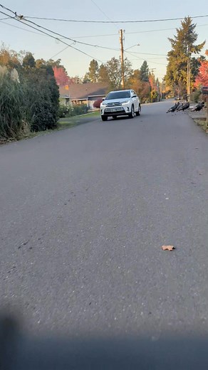 Quite a few turkeys live in my neighborhood | Pyre Nashville Hot Chicken