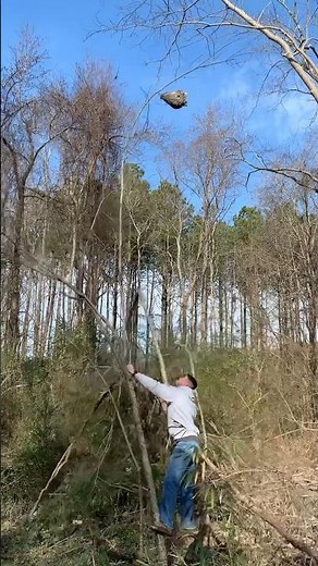 Throwing Rocks at a Giant Hornet Nest!