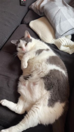 Understanding Cat Expense Management