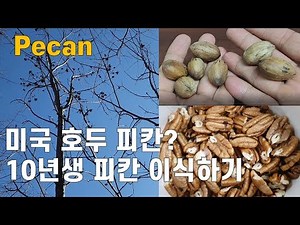 미국호두 피칸(Pecan)이 뭐지? 피칸의 모든 것, 10년생 피칸나무 수작업 이식작전