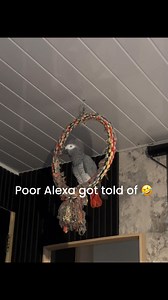 He's cursing at Alexa 🤣🤣🤣🤣🤣 | Kelo the African Grey