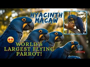 World's Largest Flying Parrot! Hyacinth Macaw #hyacinthmacaw #petfacts #exoticbirds