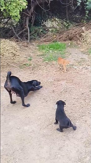 How Amazing dogi and cats #shorts