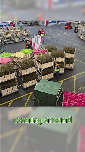 The largest flower auction in the world! #gardening #garden