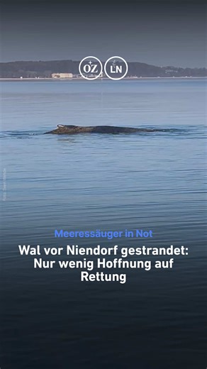 Großwal gestrandet in Lübecker Bucht