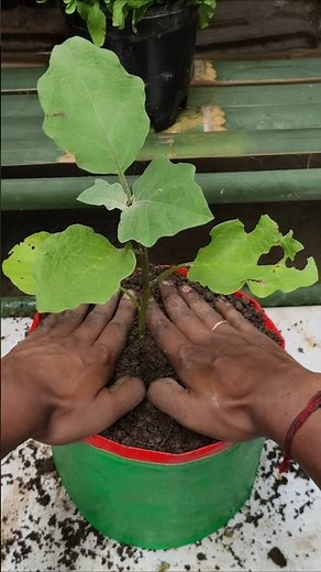🌱 Best Grow Bag Method for Eggplant | 100% Organic Growing Tips #shorts #eggplant #gardening