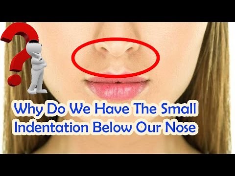 Why Do We Have The Small Indentation Below Our Nose?!