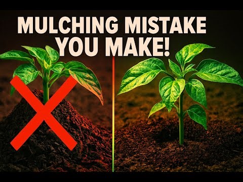 STOP Mulching Like This! (You're Secretly Killing Your Plants)