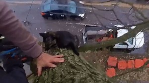 Terrified 'Indoor' Kitten Rescued From Tree on Busy Street