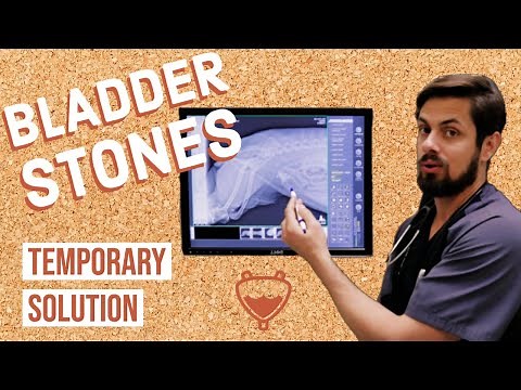 How to Deal with Bladder Stones