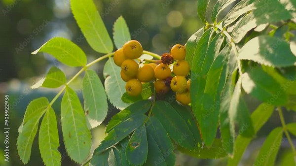 Orange red berries of the rowan (Sorbus aucuparia), from summer to winter the small tree is full of ripe fruits that are gladly eaten by birds, selected focus, narrow depth of field