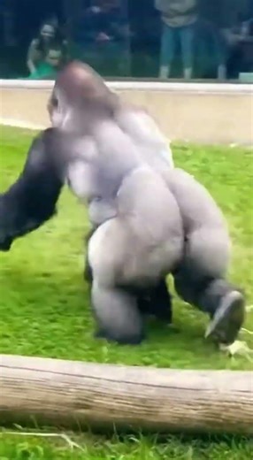 Hilarious Silverback Gorilla Dad Spooked by Tiny Toy Mouse Prank