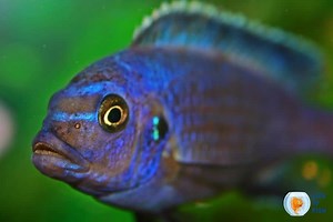 How Often to Feed Cichlids? (With A Feeding Shedule)