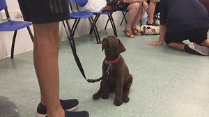 322 reactions · 38 shares | RSPCA WA has teamed up with City Farmers...