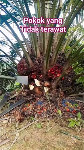 How to Harvest Effectively When Fruit Bunches Are Abundant: Clean, Without Any Residue on the Pla...