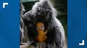 Columbus Zoo and Aquarium announces birth of baby langur