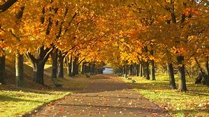 clip-20991181-bench-autumn-park-landscape
