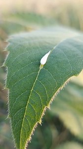 3.9K views · 34 reactions | Most people don't know that this plant, which grows everywhere, has a sap that's as expensive as silver... #fblifestyle | Grandma’s Recipes & Hacks | Facebook