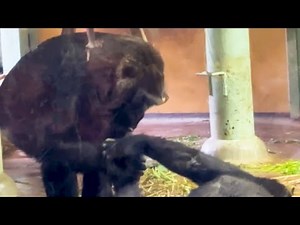 Lonely Older Brother: Mother’s Gentle Touch Gorilla 🦍💖