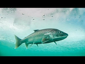 INSANE Underwater footage Compilation of HUGE LAKE TROUT! - Big Fish Strikes Only!!!
