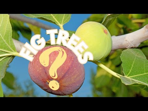 How the Fig Tree Became a LEGEND🌳: Unveiling Its Fascinating SECRETS and Facts