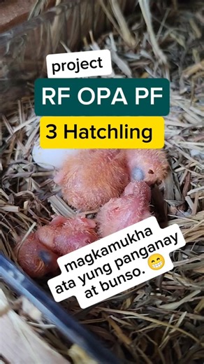 3 Hatchling | Project Red Factor Opaline Pale Fallow #redfactor #shorts #lovebirds