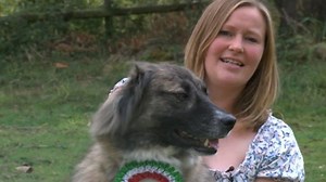 Abused Afghan dog fights for top spot at Scruffts