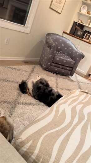 Australian Shepard life . #sheltie #sheltiesandfriends #shetlandsheepdog #australianshepherd #boardingbarktok