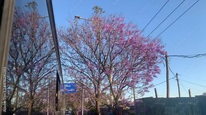shot for a purple tree with reflection of the double dicker bus window.
