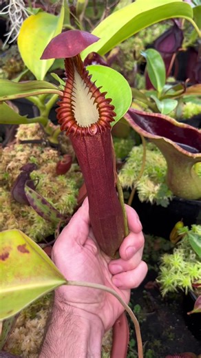 Redleaf Exotics on TikTok