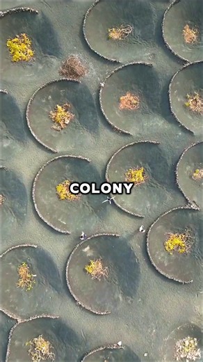 Why These "Alien" Holes are Actually Worth Millions 💰🤯