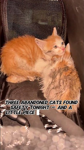 Abandoned Cats Rescued at Sunset — A True Cat Rescue Story of Fear, Hope, and Love Abandoned Cats ·