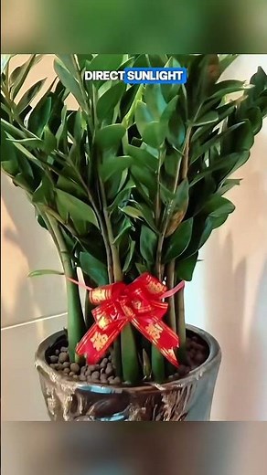 Master Your Money Tree Care 🌿