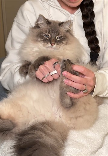 Grooming Tips for Your Clingy Siberian Cat