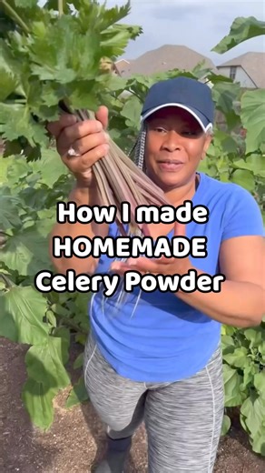 Boosting flavor with a sprinkle of homemade celery powder! Pink celery, AKA red celery or pink-stemmed celery, has a stronger flavor compared to traditional green celery varieties. It tends to have a more intense and peppery taste. This stronger flavor profile can add a unique and robust element to dishes where celery is used. Enhance your dishes with the savory goodness of your homegrown celery in a convenient homemade powdered form. Anyone else growing pink celery? #FlavorUpgrade #explore #the