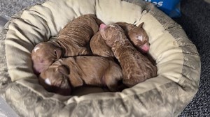 1K views · 78 reactions | Peaceful Puppy Pile! These newborn Irish Doodles (Irish Setter - Poodle mix) love to snuggle together. | Crockett Doodles | Facebook