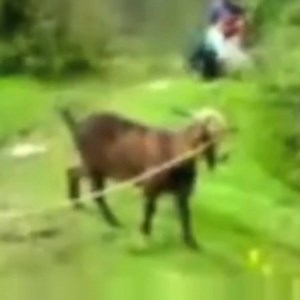 "Goats screaming like humans" is my favourite description. 😄 🤣 🐐 | Care