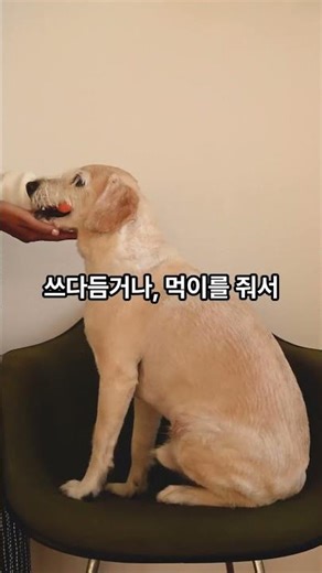4월 29일:눈 대신 길을 안내하는 존재,안내견🐕‍🦺 #안내견 #guidedog