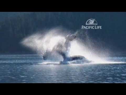 Tail Slaps (Music Only - Pacific Life Fight Song)