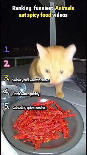 Ranking funniest Animals eat spicy food videos 💀💀💀 #foryou #moments #animals #mukbang