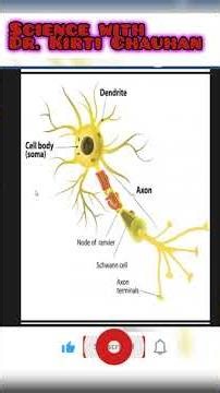 #neuron#class10science #biology #cbseboard#cbseclass10 #cbseboardexam#scienceclass10#sciencebiology