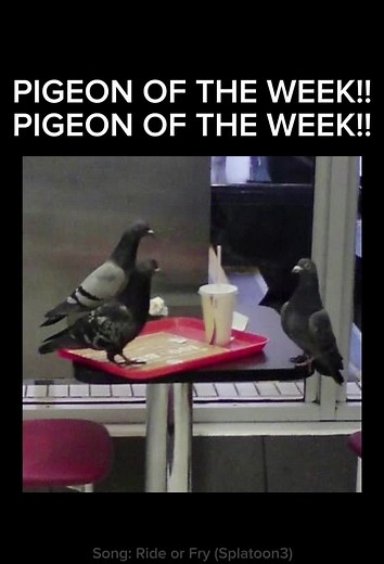 Pigeon on TikTok