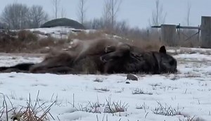 3.1K views · 251 reactions | It is a joyful time of year  ￼ | Discovery Wildlife Park | Facebook