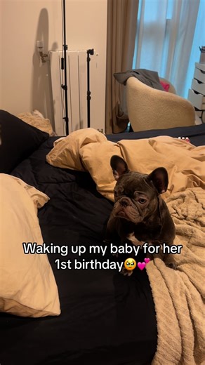 French Bulldog Gang on Instagram: "She was so surprised , in tears watching this🥹🥹🥹🥹💕 - Credit : kokothefrenchiee on TikTok - DM for Credit or removal! - #frenchiestagram #frenchiesoverload #frenchioftheday #franz #frenchbulldogstud #instafrenchbulldog #ilovemyfrenchbulldog #frenchibulldog #frenchiesbulldog #frenchiethebulldog #bulldogfrench #bluefrenchbulldog #frenchbulldogsrule #frenchbulldogsofinsta #dogstagramfrenchies #french_bulldoglovers #frencies1 #frenchibulldoglife #frenchielifest