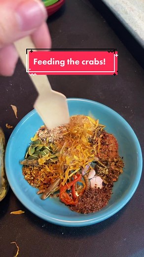 Cooking Shellfish to Feed Hermit Crabs