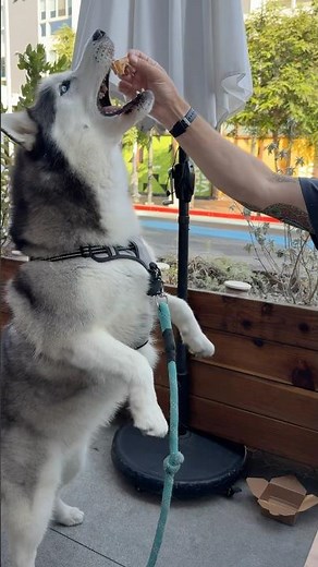 Husky talent performance protest