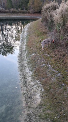 Seems like every other year the pond is low by Thanksgiving. This year it's the lowest we've ever seen it. | Sweet Homestead Alabama, LLC | Facebook