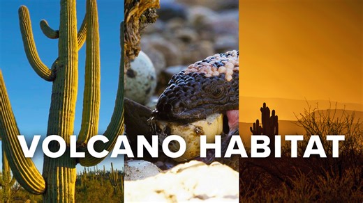 A volcano habitat for reptiles in Mexico's hottest desert | Dawn to Dusk